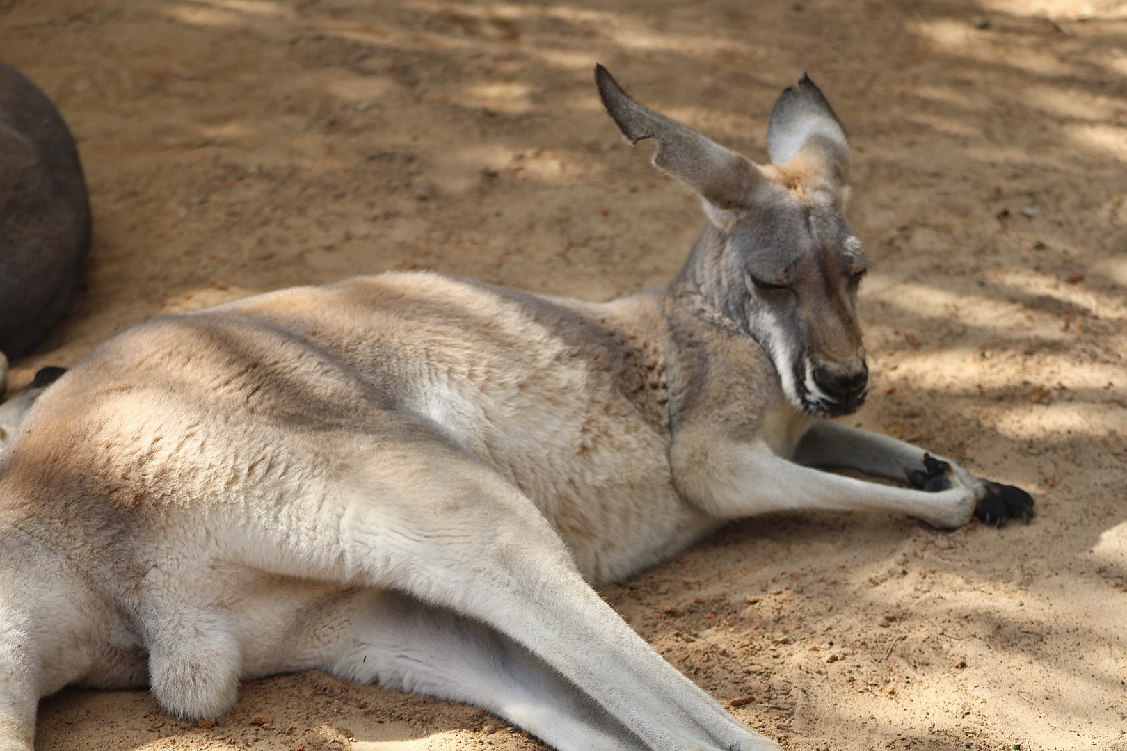 Red Kangaroo (Osphranter rufus; 2)