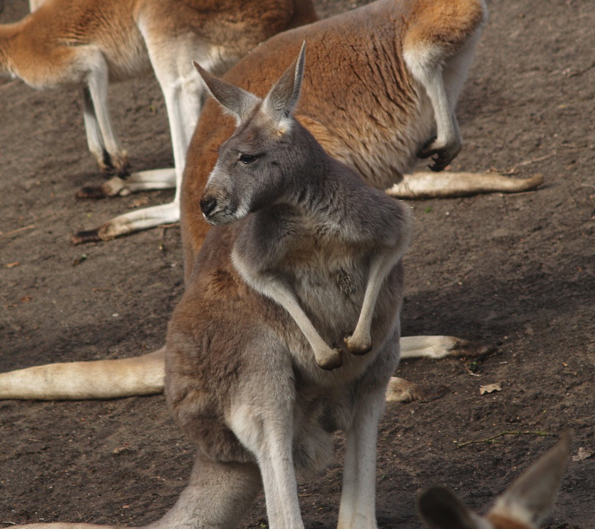 Red kangaroo (Osphranter rufus), 2008-03-01