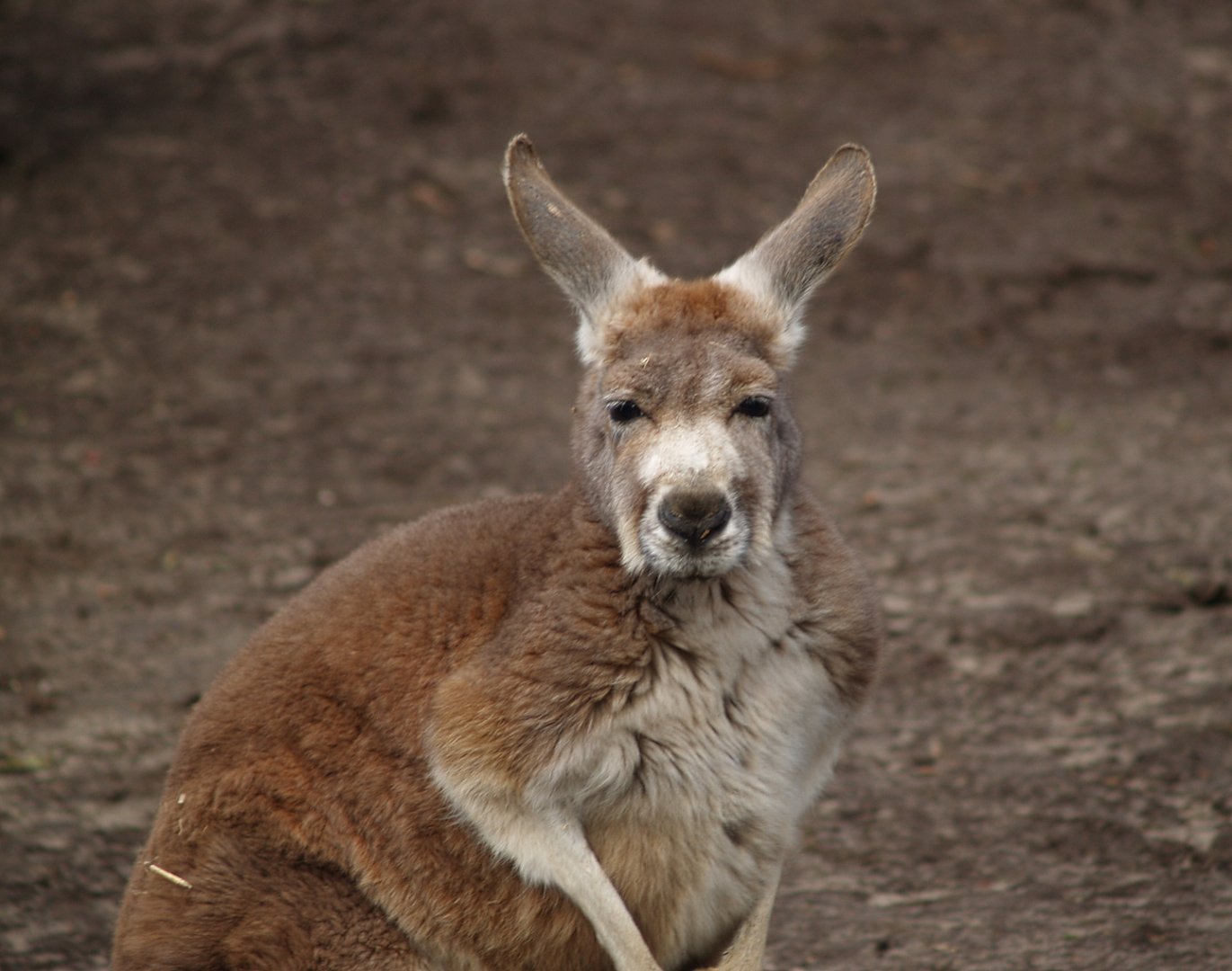 Red kangaroo (Osphranter rufus), 2008-03-01