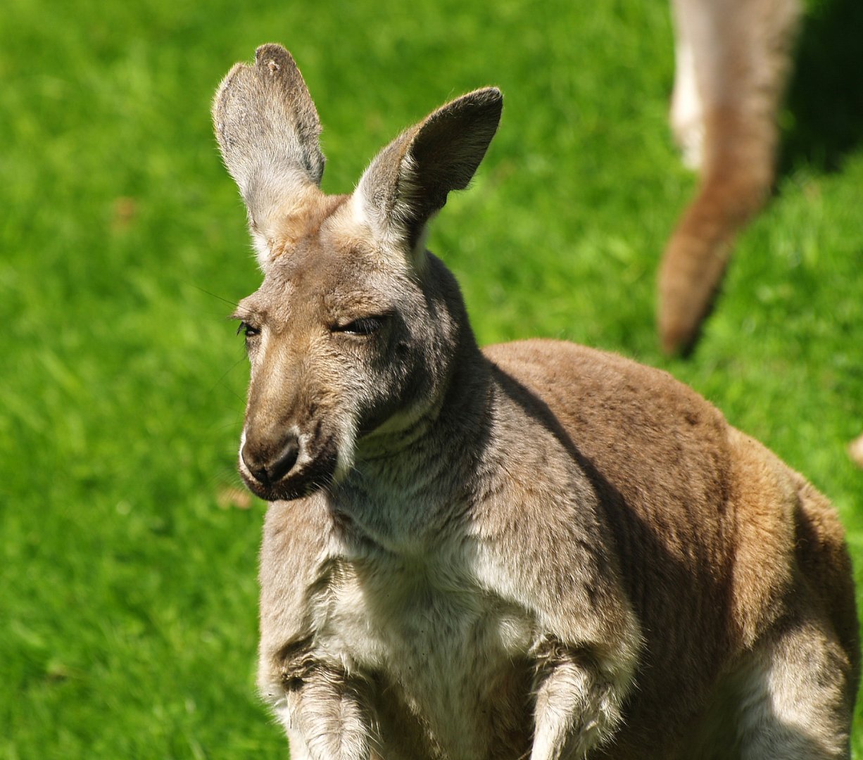Red kangaroo (Osphranter rufus), 2009-04-19