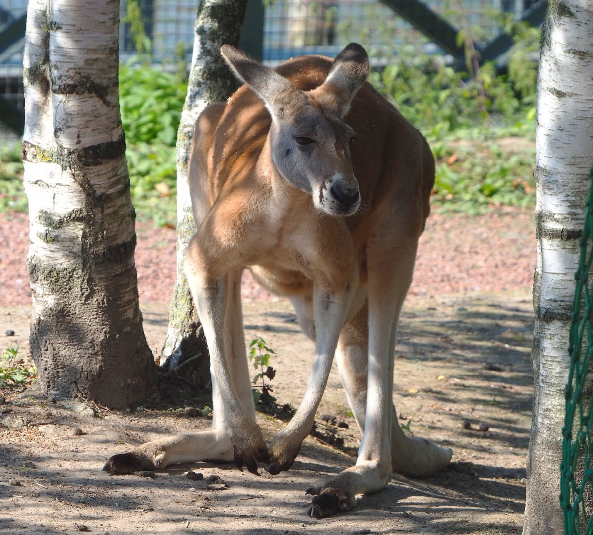 Red kangaroo (Osphranter rufus), 2021-09-03