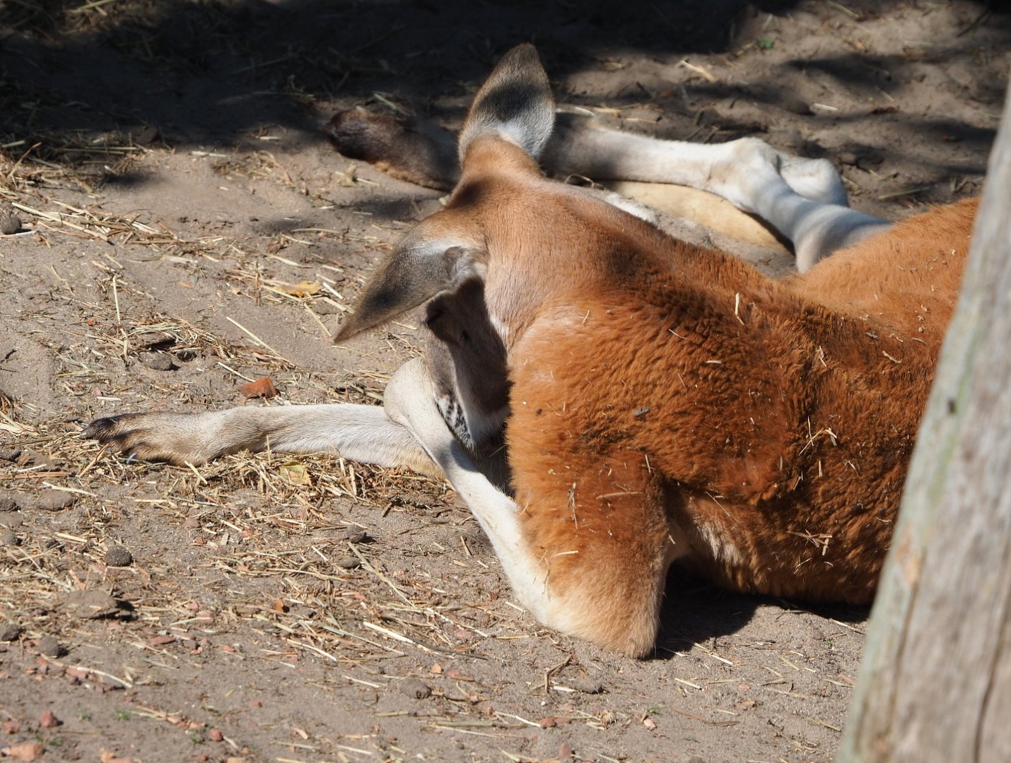 Red kangaroo (Osphranter rufus), 2021-09-03