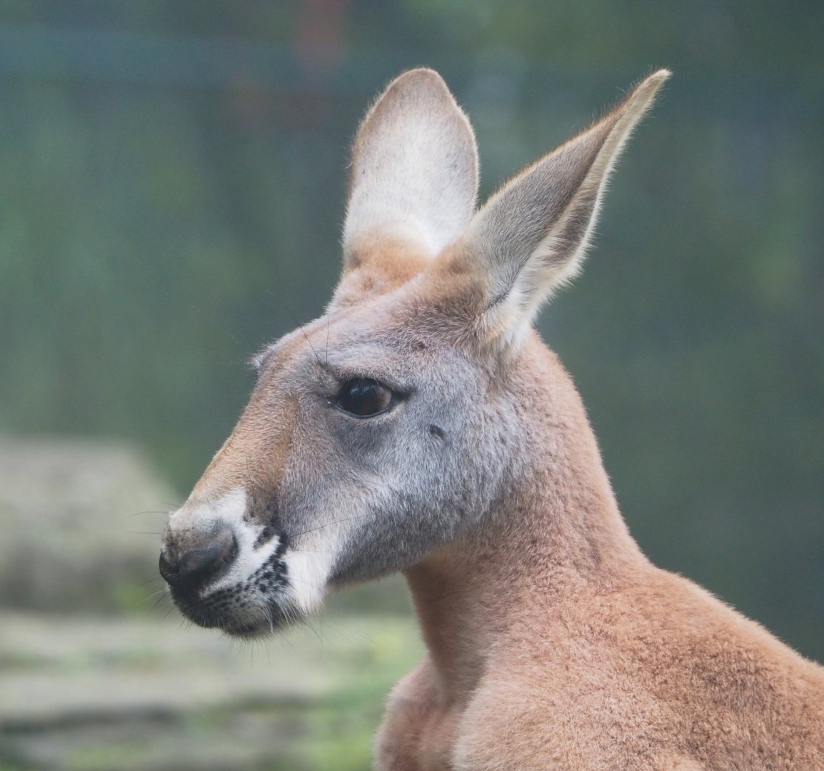 Red kangaroo (Osphranter rufus), 2021-10-10