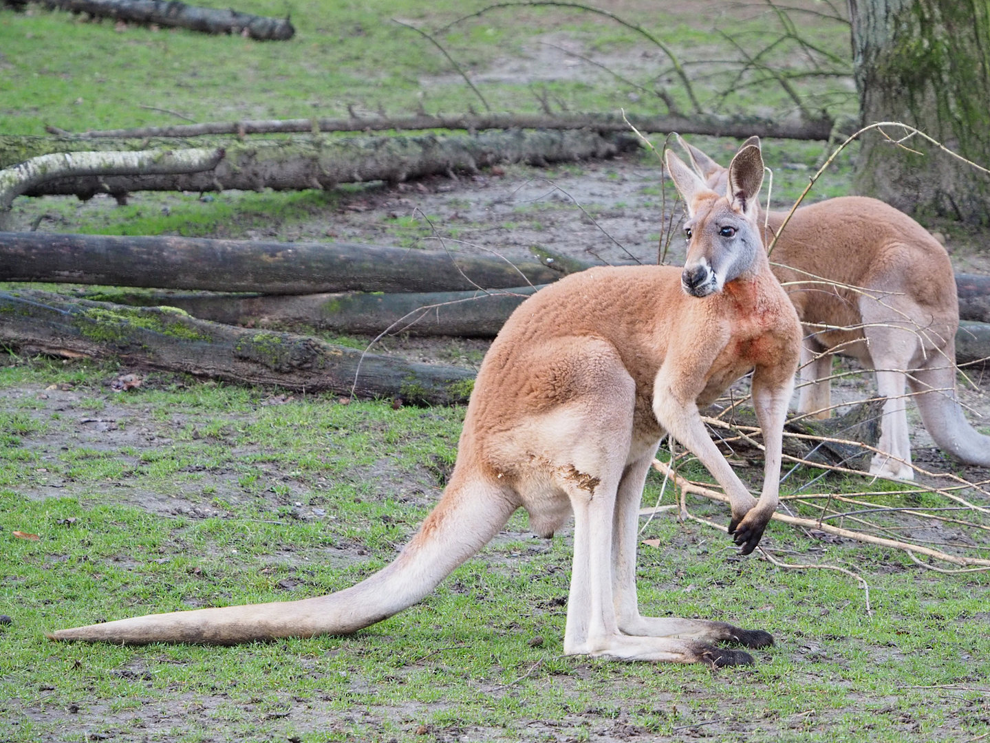 Red kangaroo (Osphranter rufus), 2022-01-02