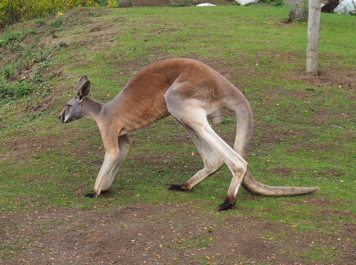Red kangaroo (Osphranter rufus), 2022-09-15