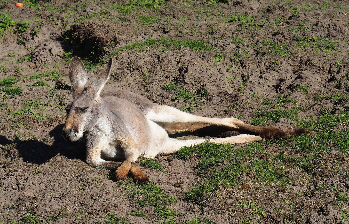 Red kangaroo (Osphranter rufus), 2022-10-09