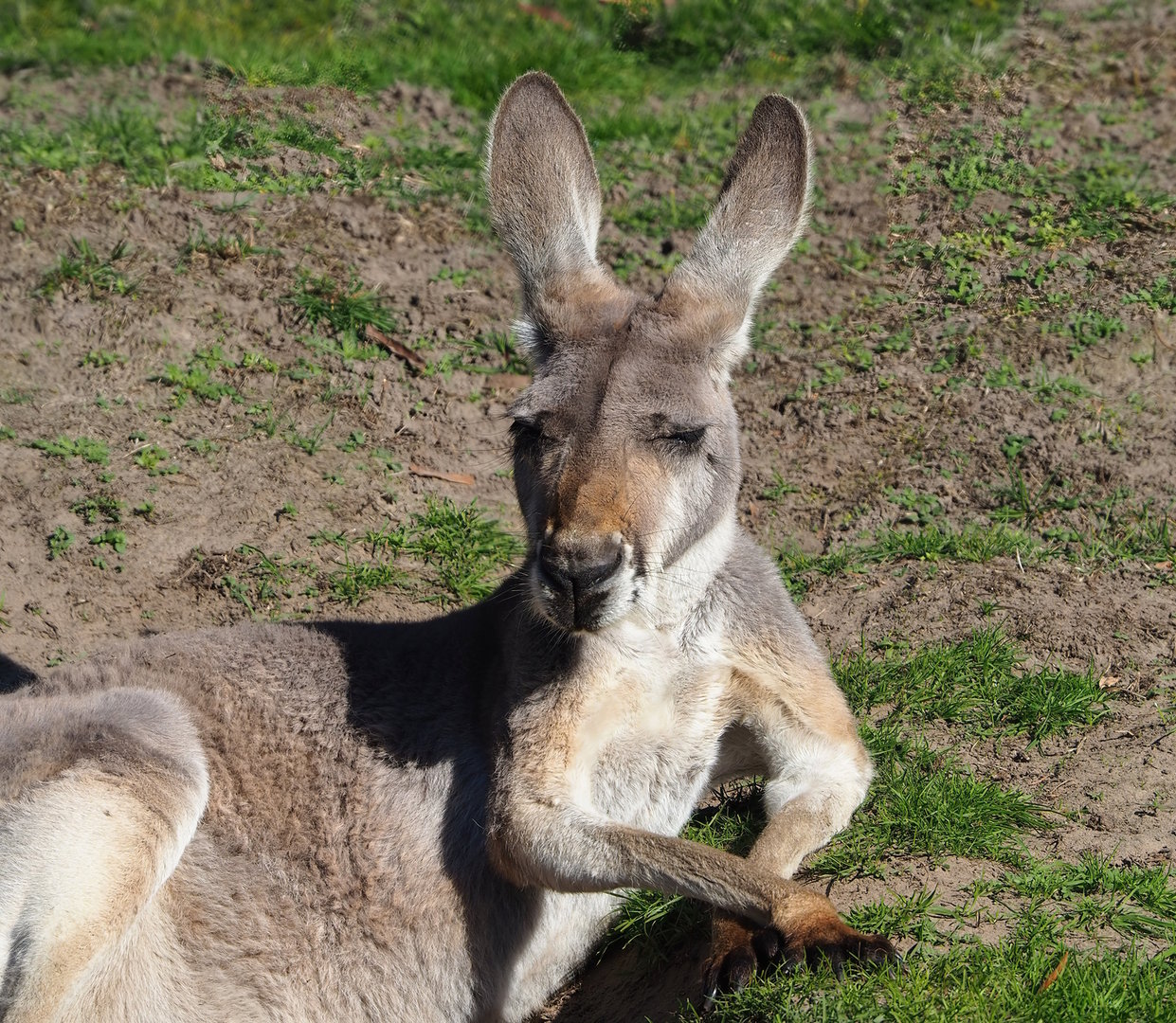 Red kangaroo (Osphranter rufus), 2022-10-09