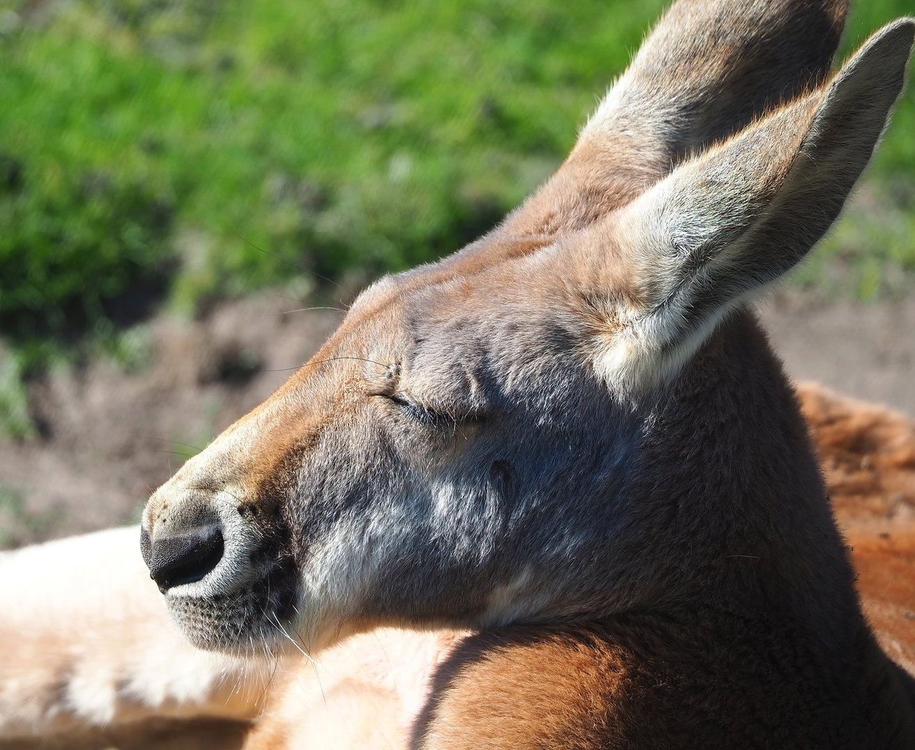 Red kangaroo (Osphranter rufus), 2022-10-09
