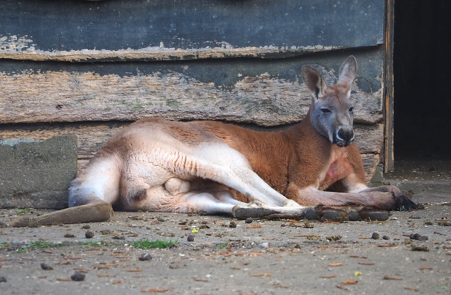 Red kangaroo (Osphranter rufus), 2023-04-18
