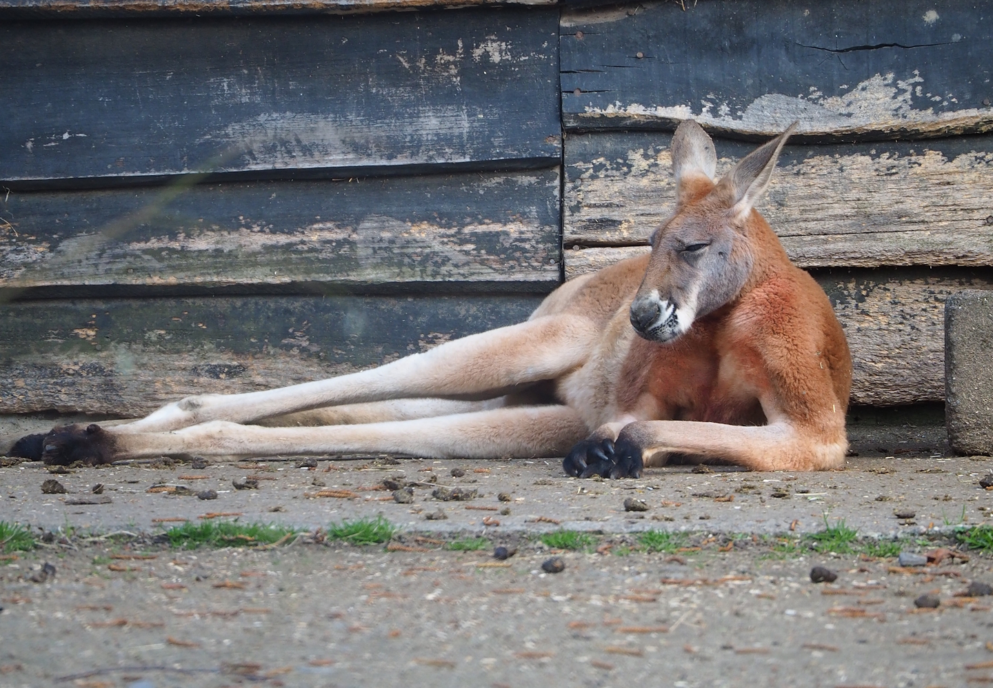 Red kangaroo (Osphranter rufus), 2023-04-18