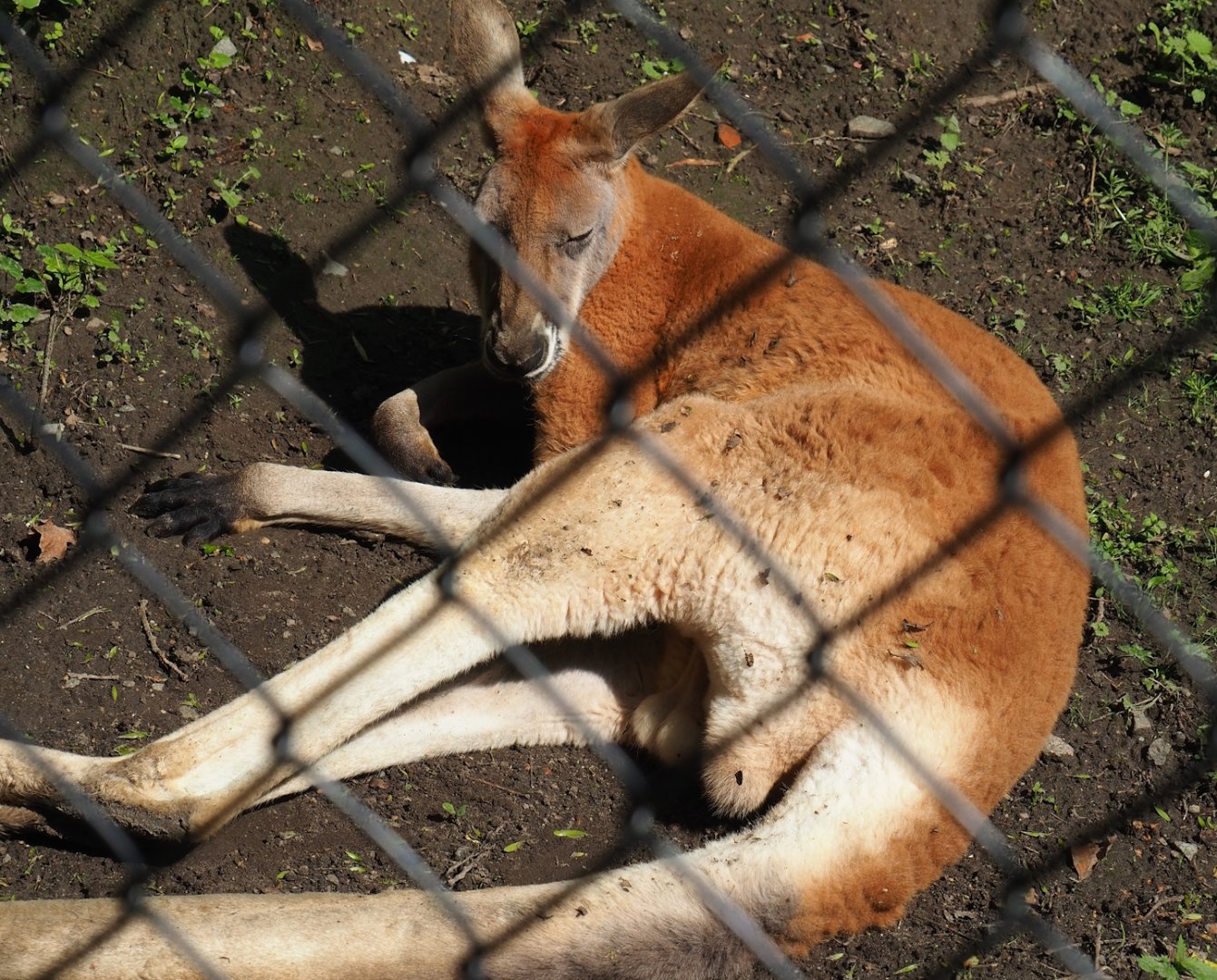 Red kangaroo (Osphranter rufus), 2023-05-13