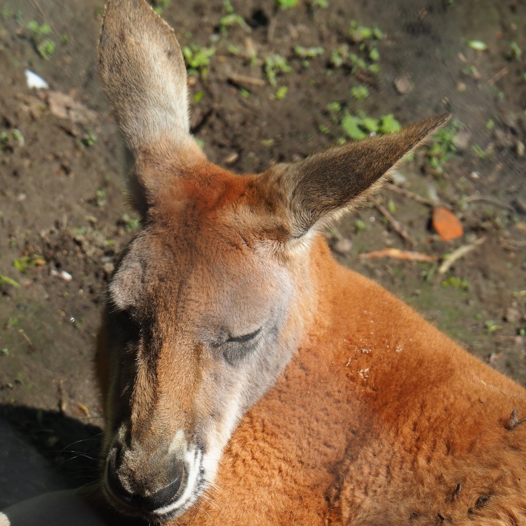 Red kangaroo (Osphranter rufus), 2023-05-13