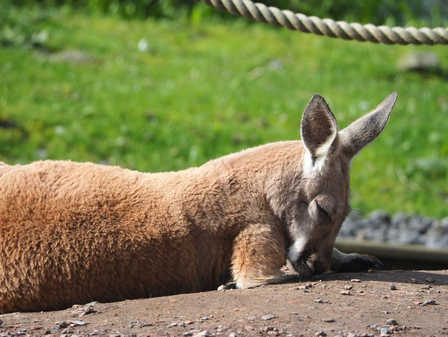 Red kangaroo (Osphranter rufus), 2023-05-16