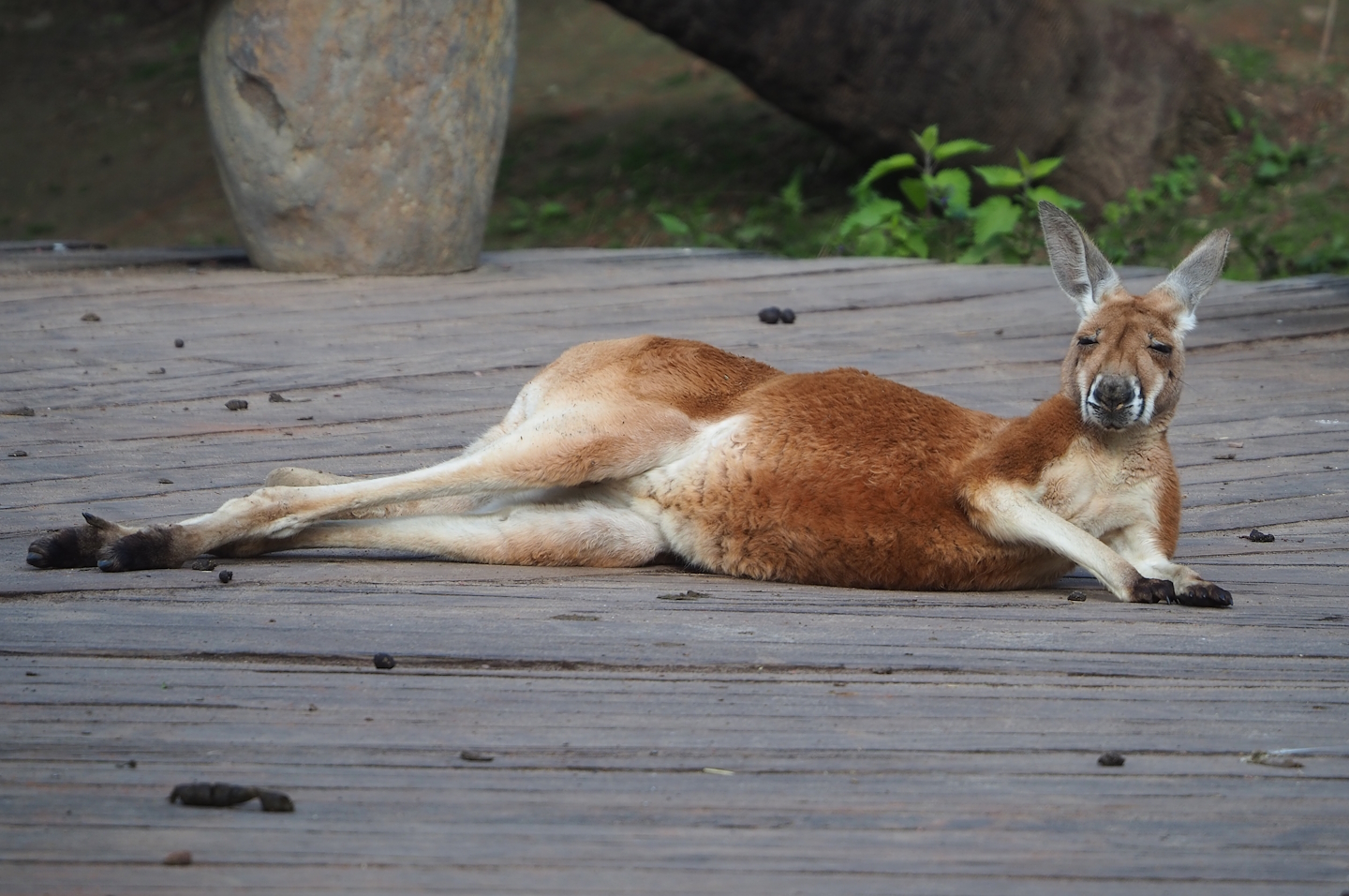 Red kangaroo (Osphranter rufus), 2023-05-16