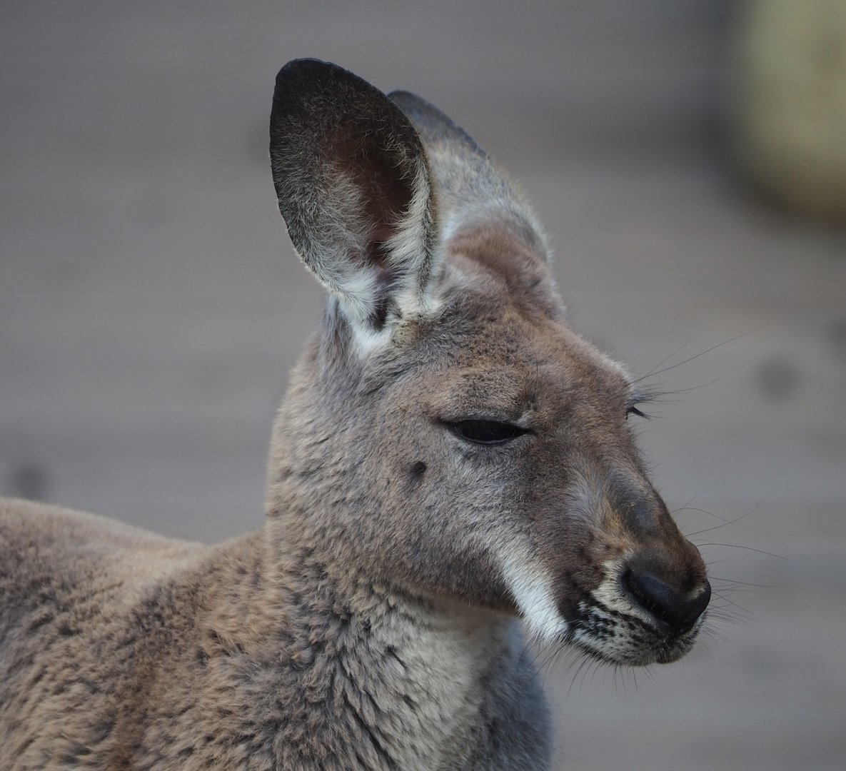 Red kangaroo (Osphranter rufus), 2023-05-16