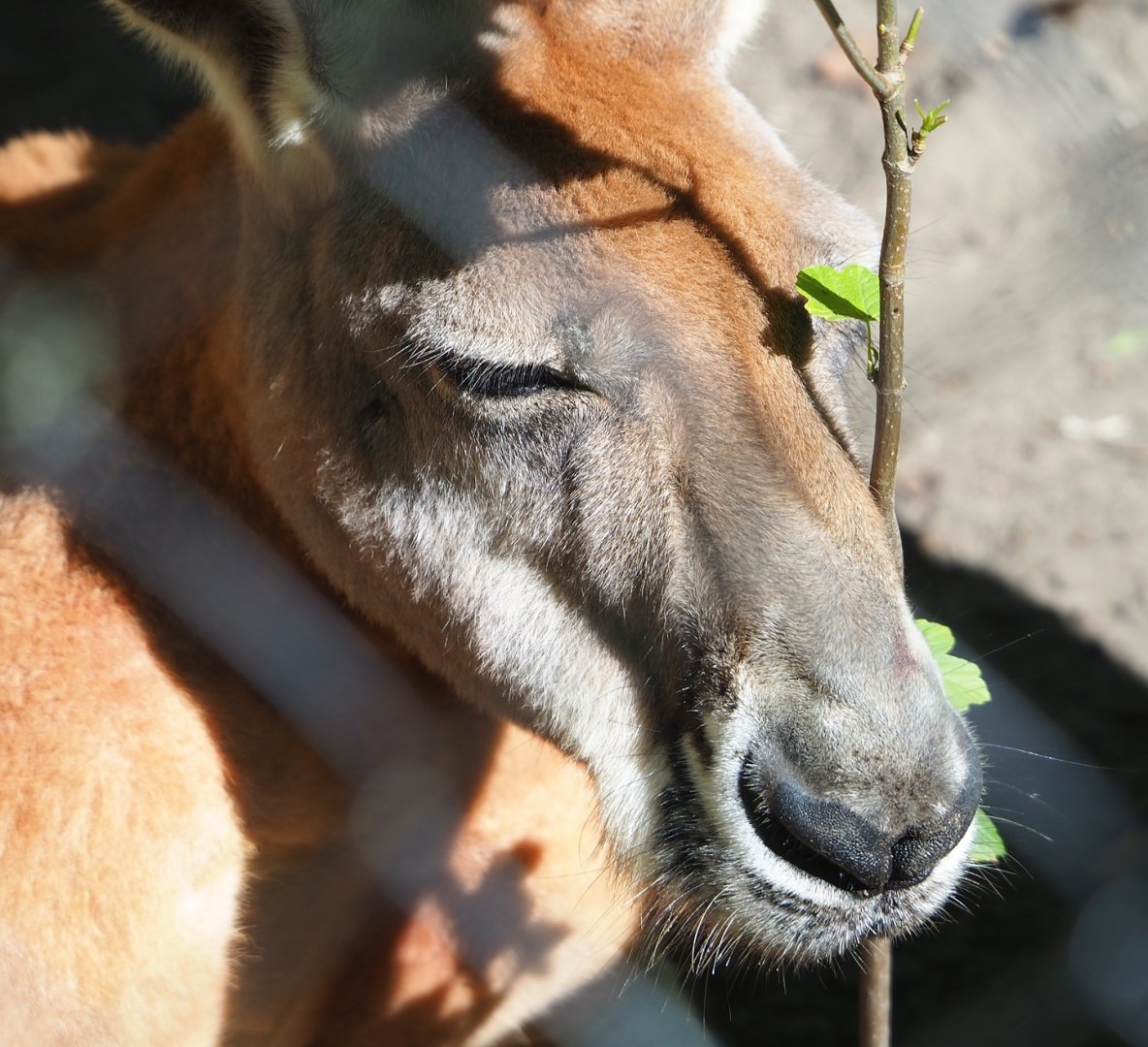 Red kangaroo (Osphranter rufus), 2023-06-04