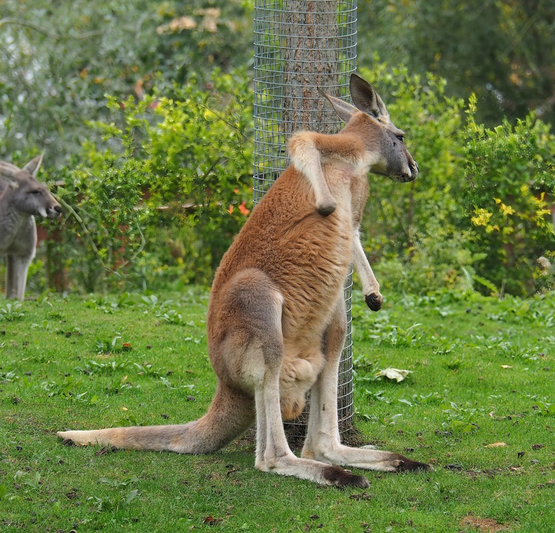 Red kangaroo (Osphranter rufus), 2023-10-13