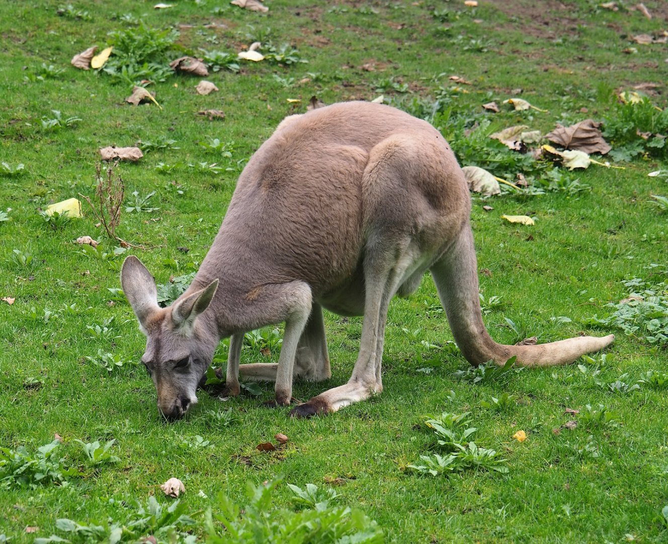 Red kangaroo (Osphranter rufus), 2023-10-13