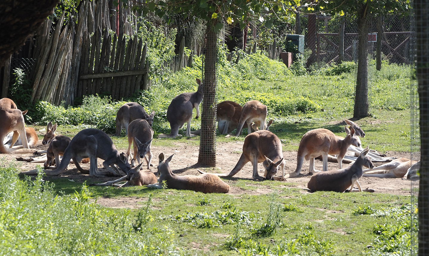 Red kangaroo (Osphranter rufus), 2024-09-17