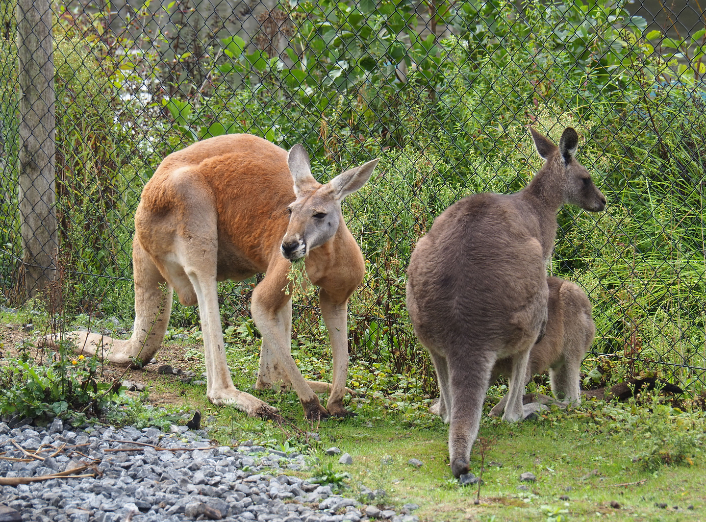 Red kangaroo (Osphranter rufus) and Eastern grey kangaroos (Macropus giganteus), 2022-09-15