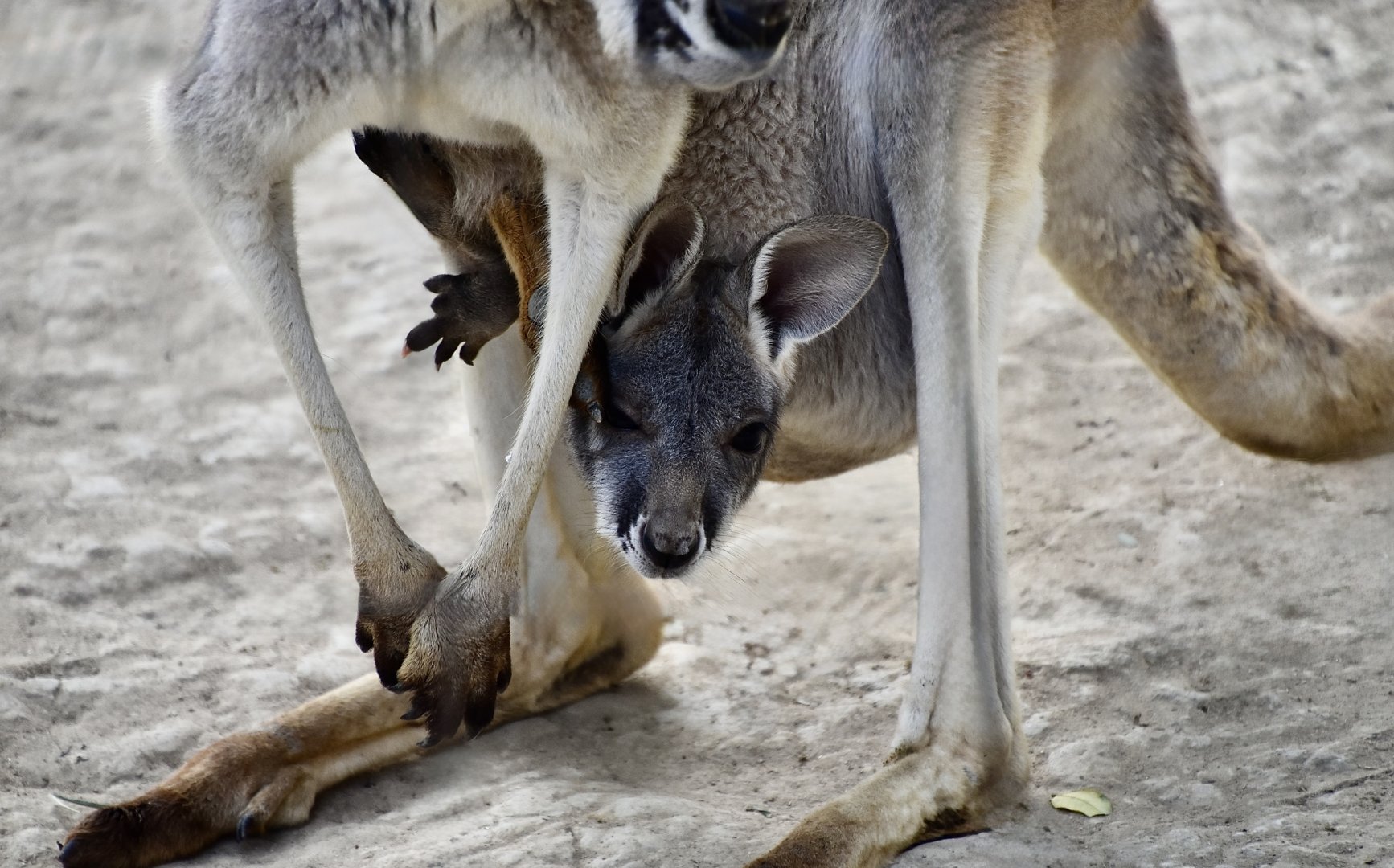 Red Kangaroo (Osphranter rufus) joey
