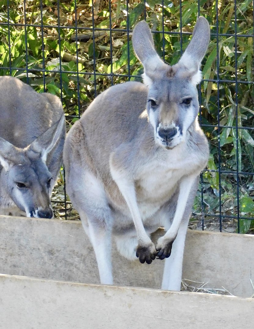 Red Kangaroo (Osphranter rufus) - Tobu Zoo November 15, 2025