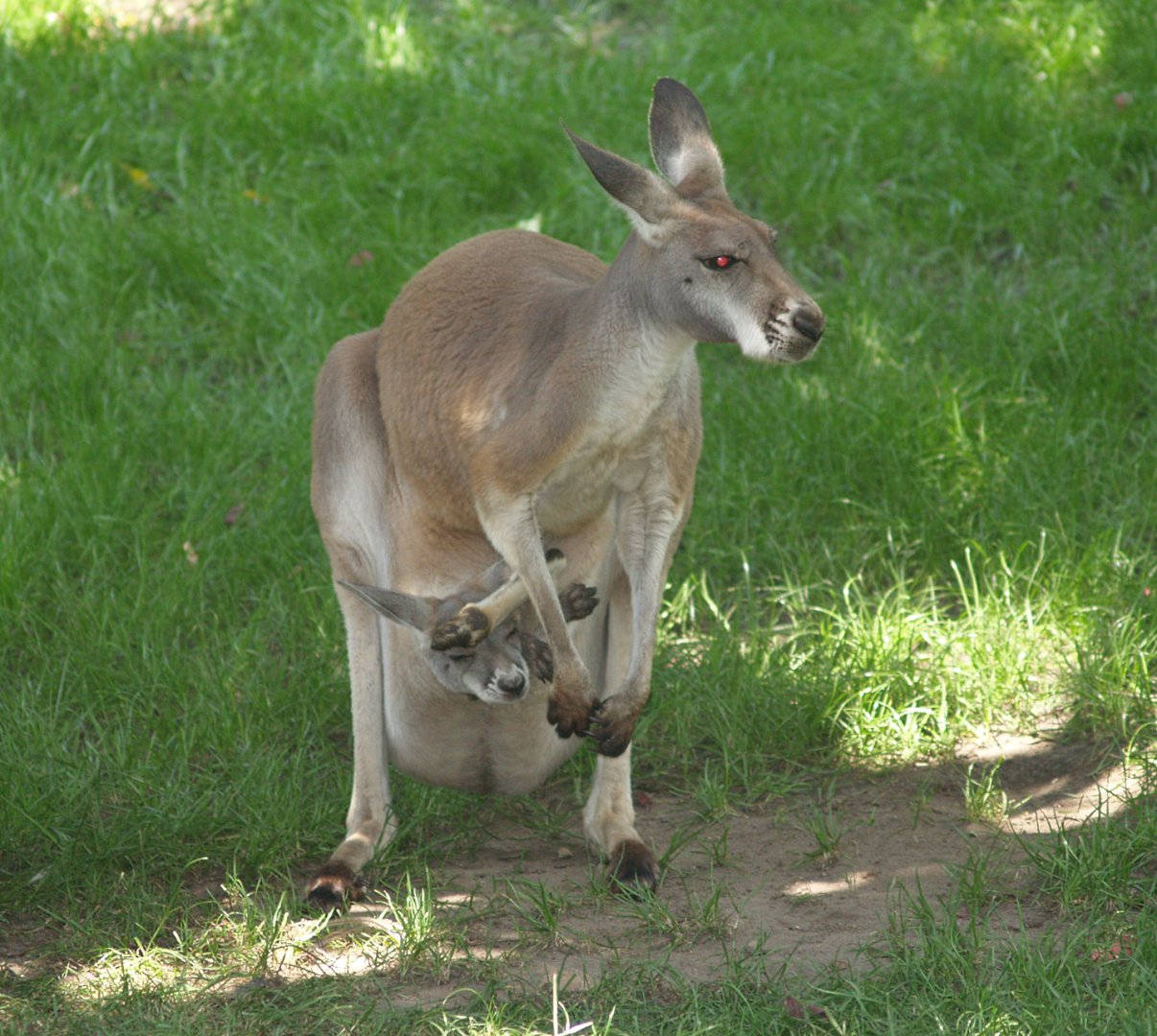 Red kangaroo (Osphranter rufus) with joey in the pouch, 2006-07-08
