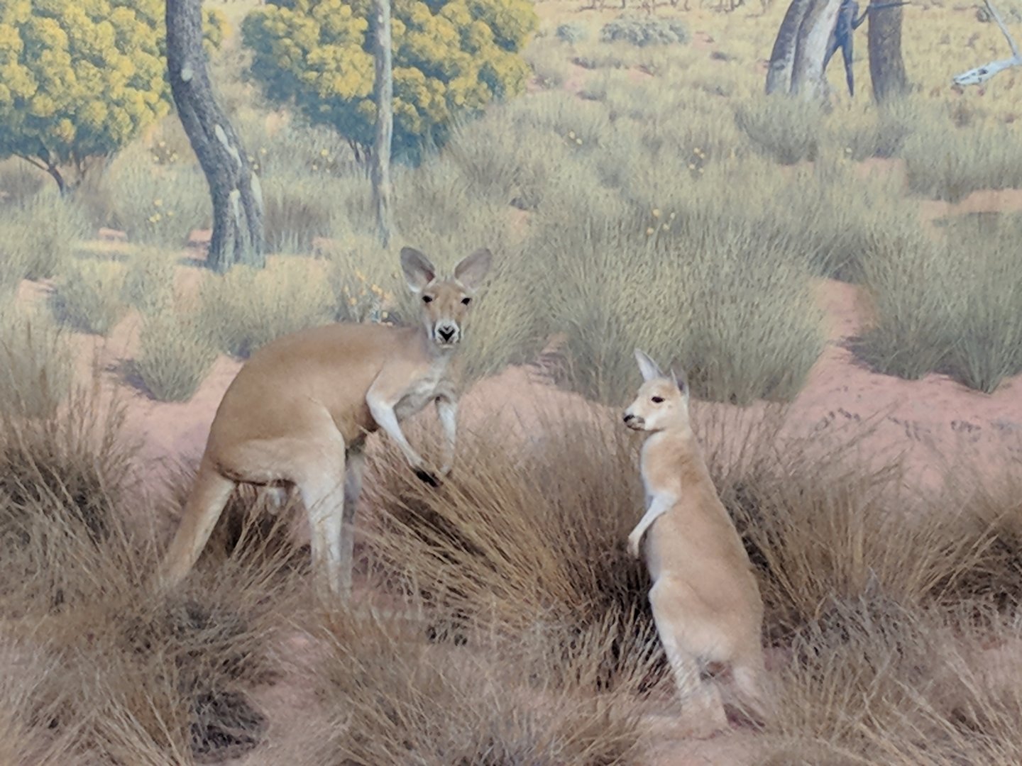 Red kangaroo (Osphranter rufus)