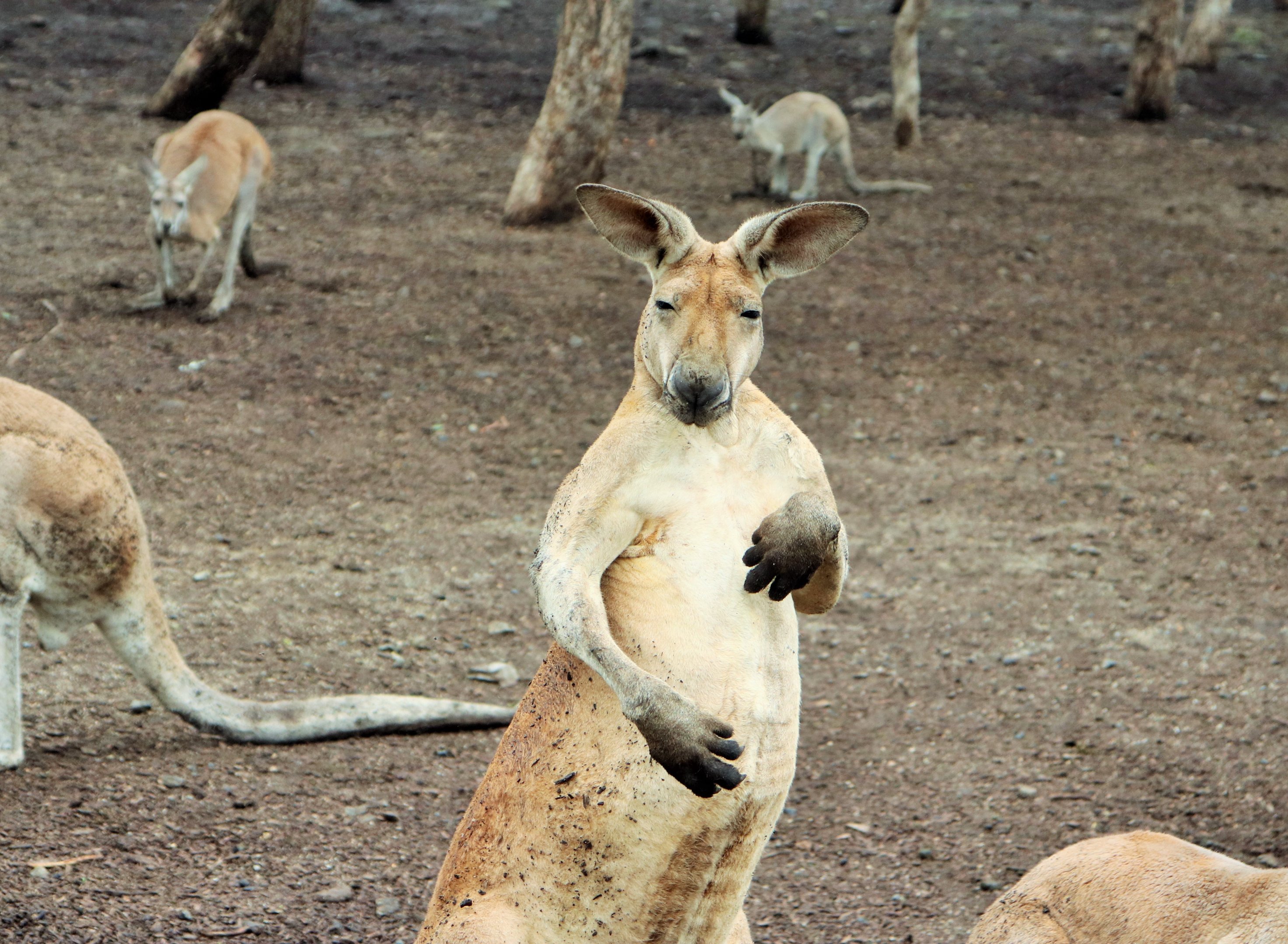 Red Kangaroo (Osphranter rufus)