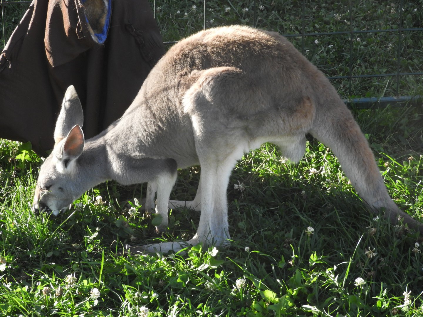 Red Kangaroo (Osphranter rufus)