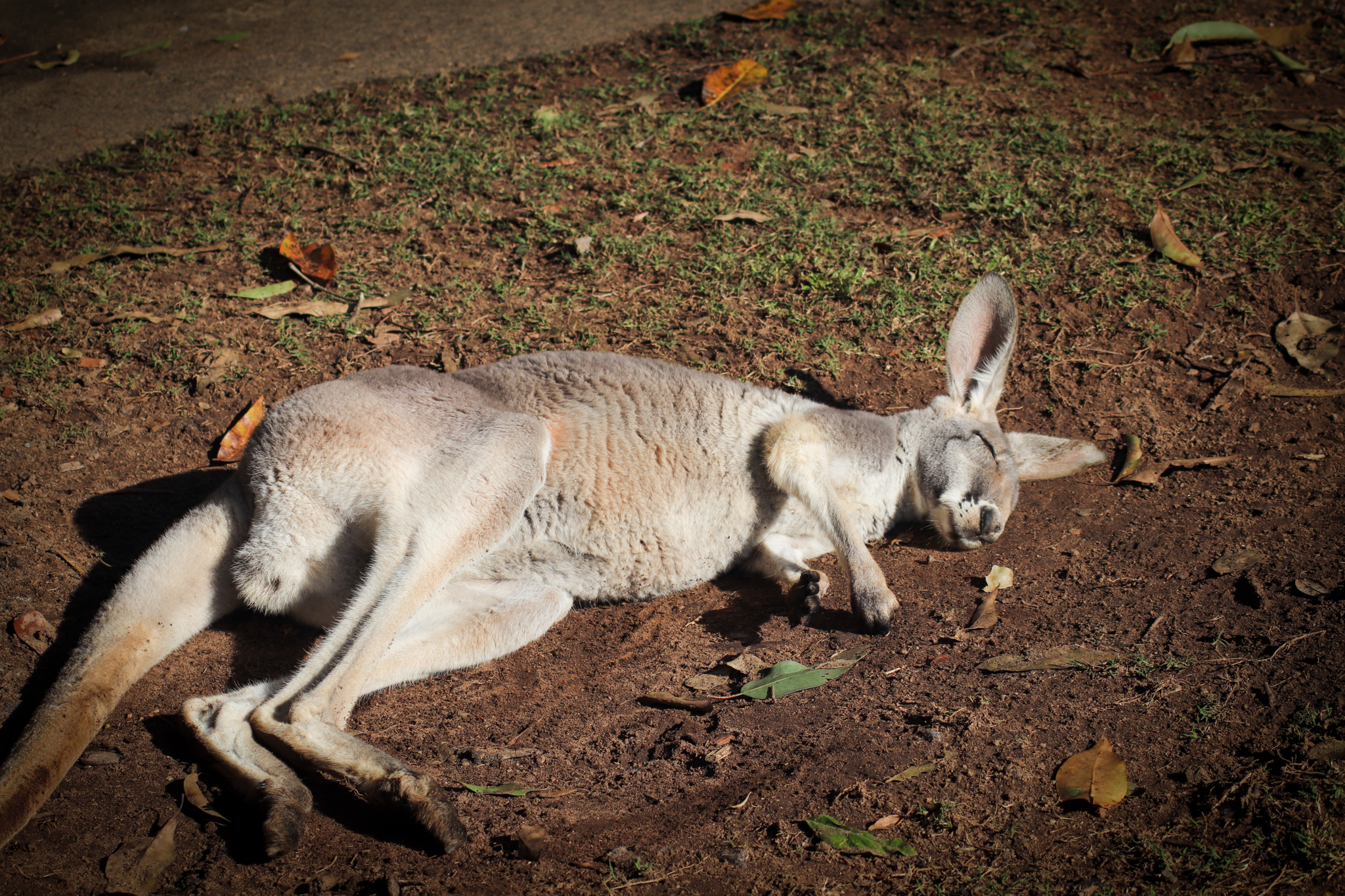 Red Kangaroo (Osphranter rufus)