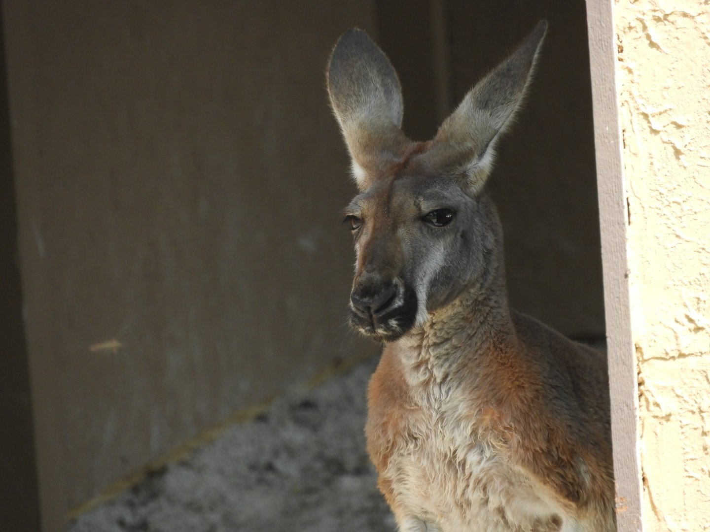 Red Kangaroo (Osphranter rufus)