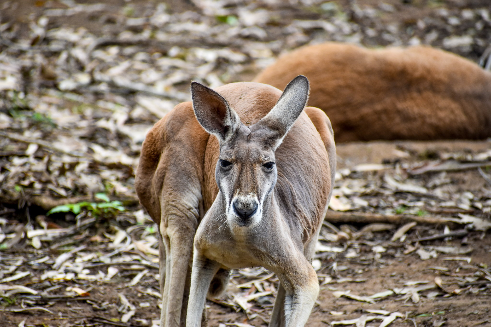 Red Kangaroo (Osphranter rufus)