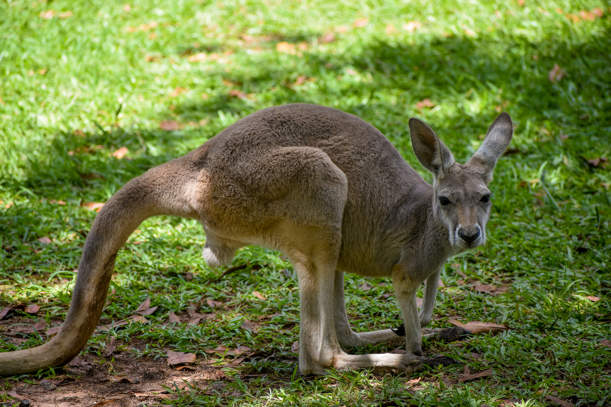 Red Kangaroo (Osphranter rufus )