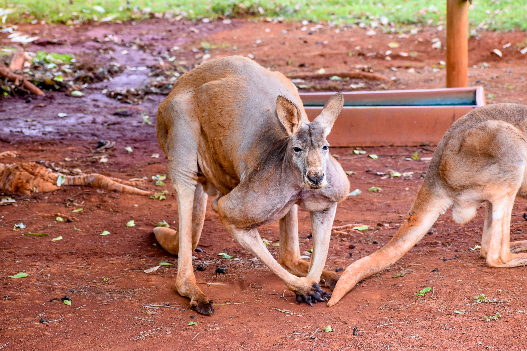 Red Kangaroo (Osphranter rufus)