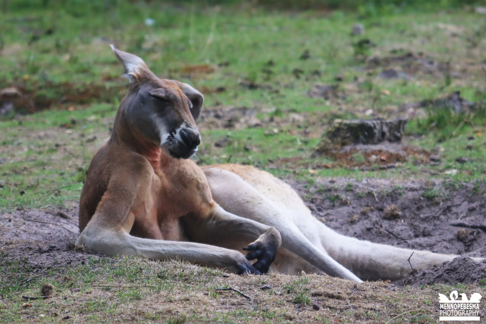 Red kangaroo (Osphranter rufus)