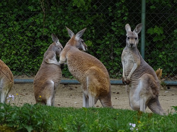 Red kangaroo (Osphranter rufus)