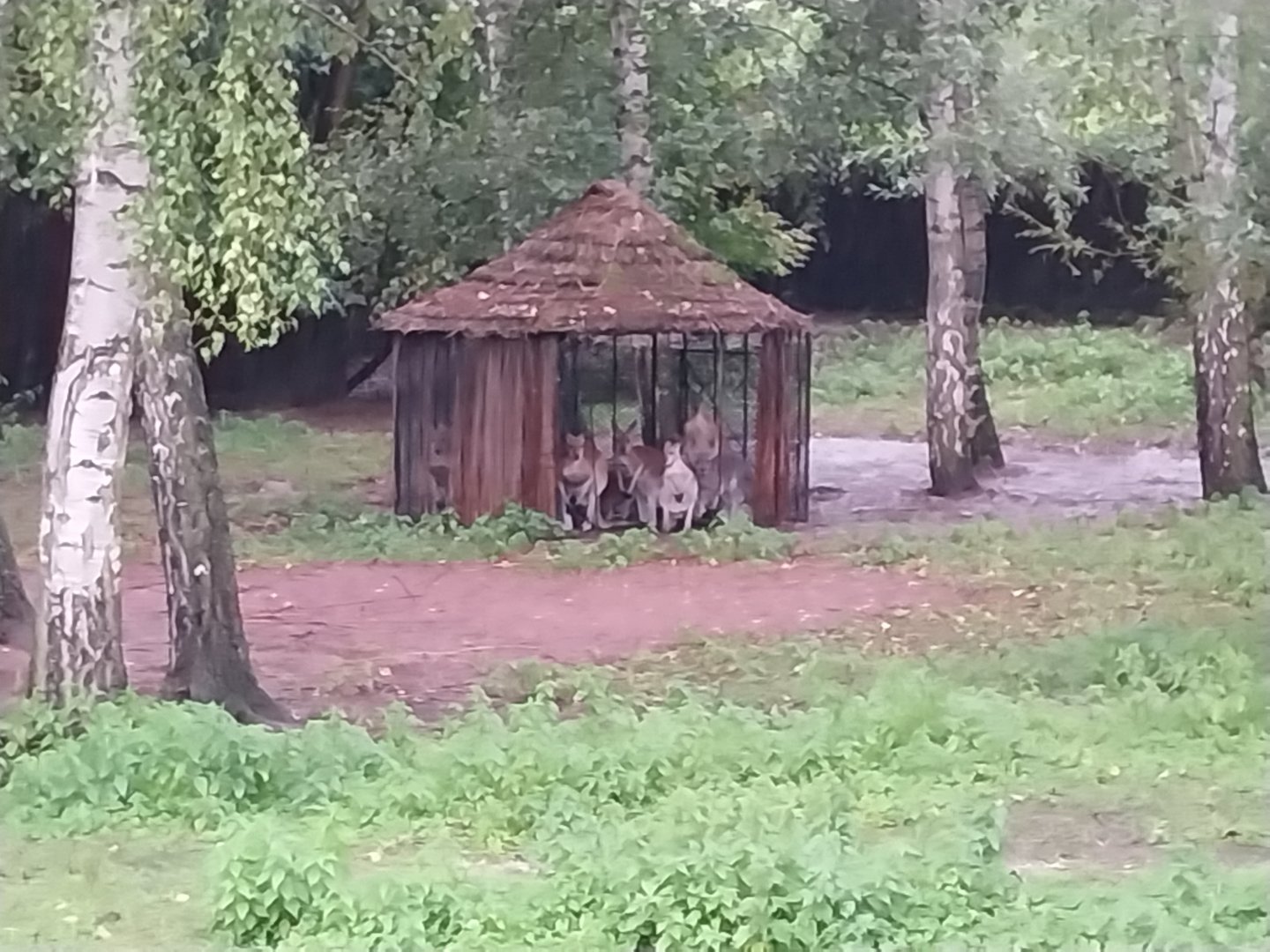 Red Kangaroo (Osphranter rufus)