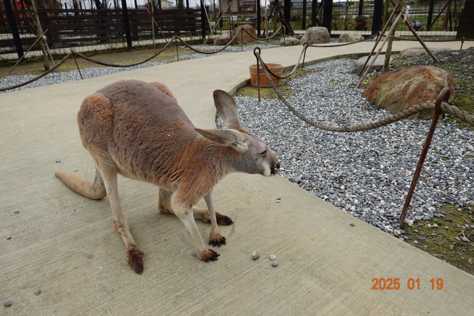 Red Kangaroo (Osphranter rufus)