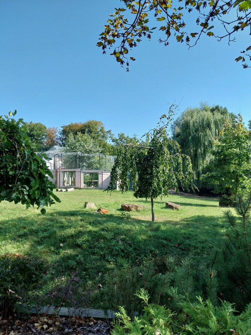 Red Kangaroo (Osphranter rufus)