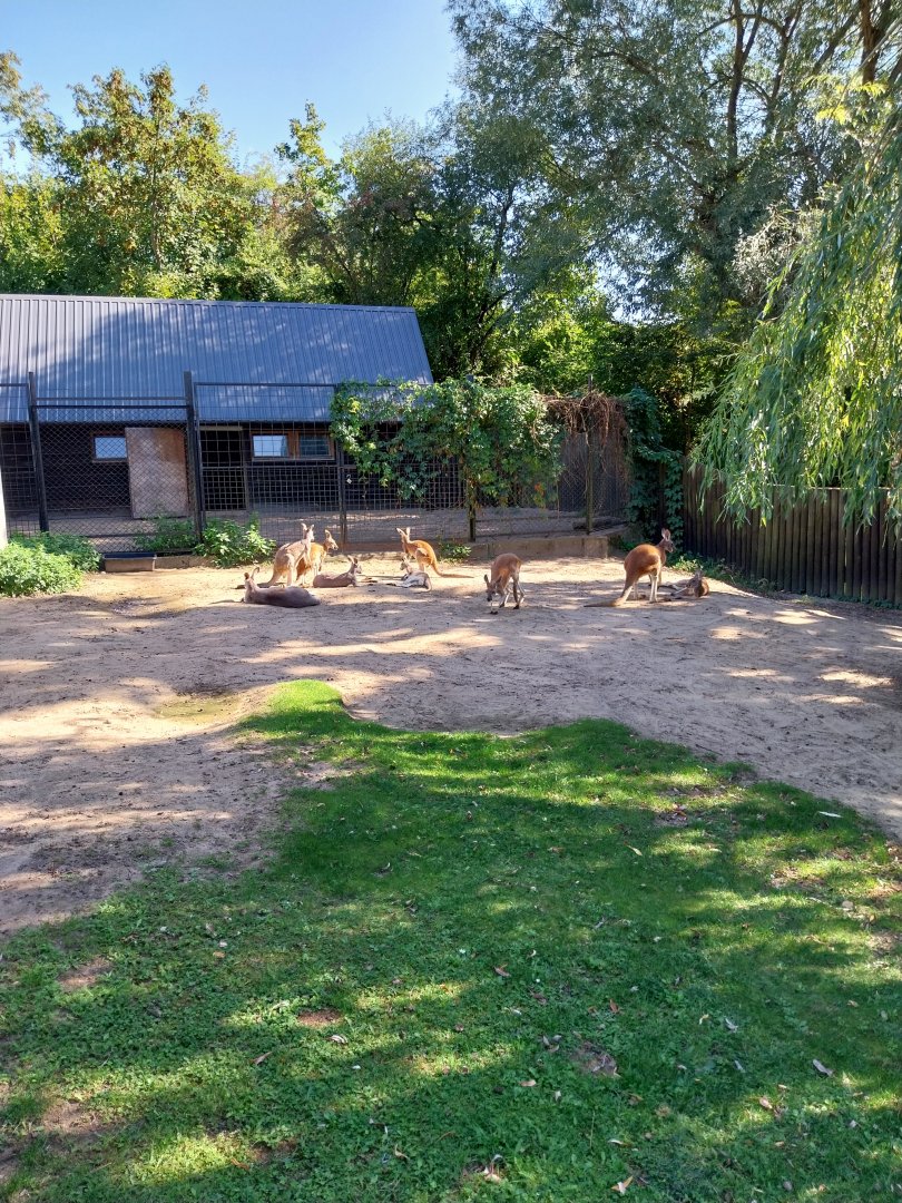 Red Kangaroo (Osphranter rufus)