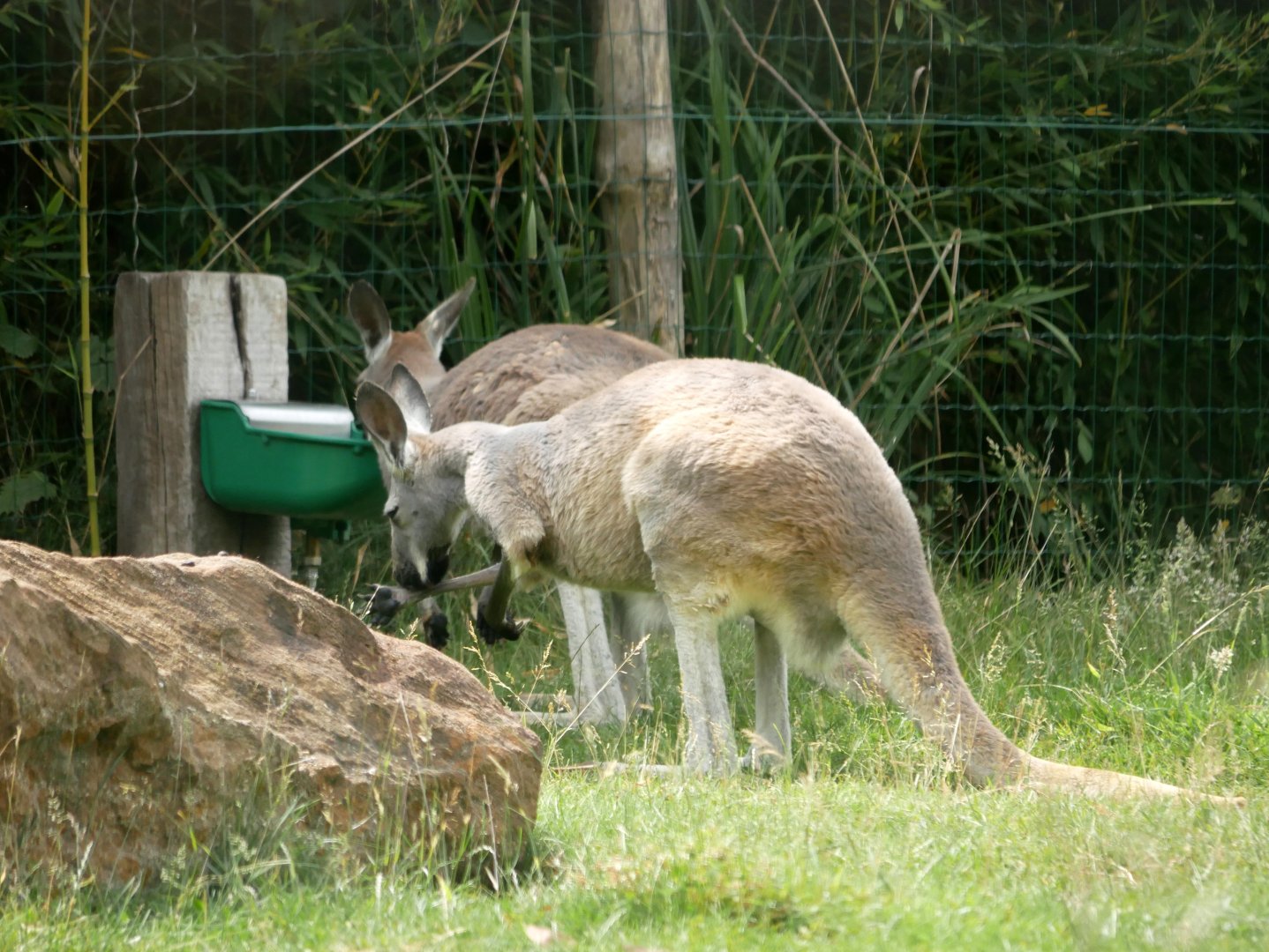 Red kangaroo (Osphranter rufus)
