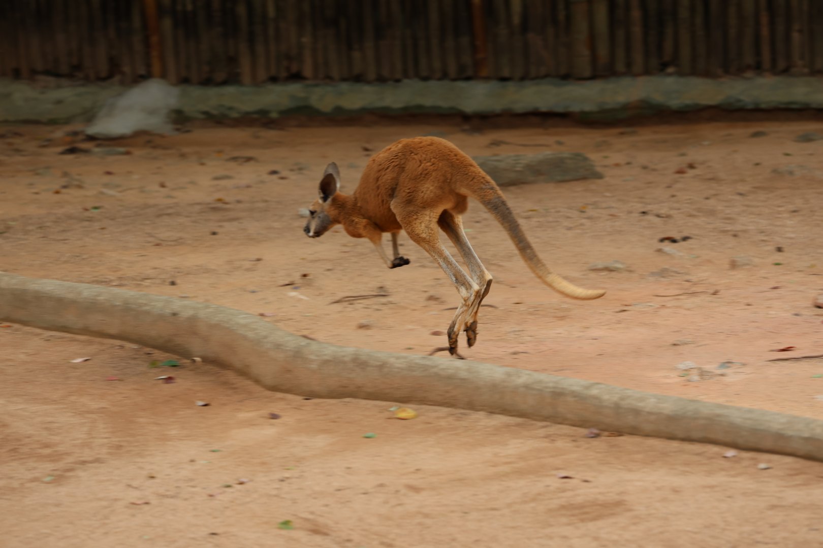 Red kangaroo (Osphranter rufus)