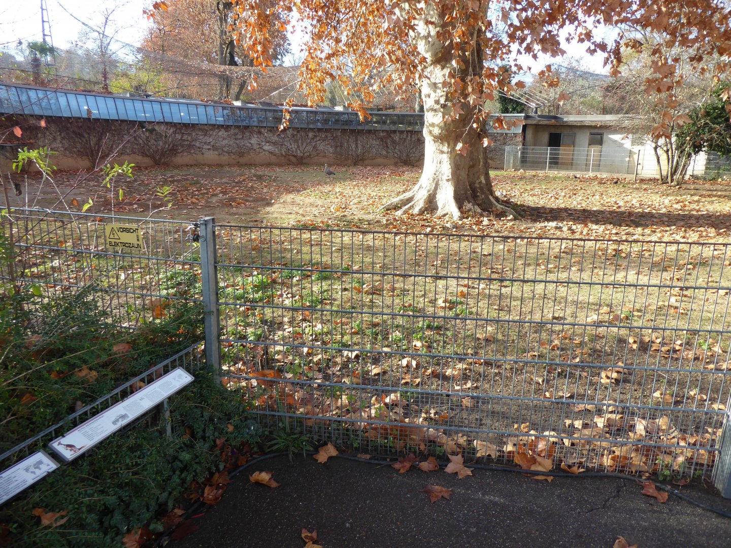 Red kangaroo paddock 011218