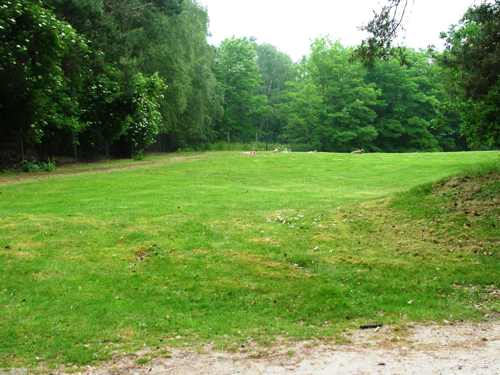 Red Kangaroo Paddock at Beekse Bergen, 31/05/12