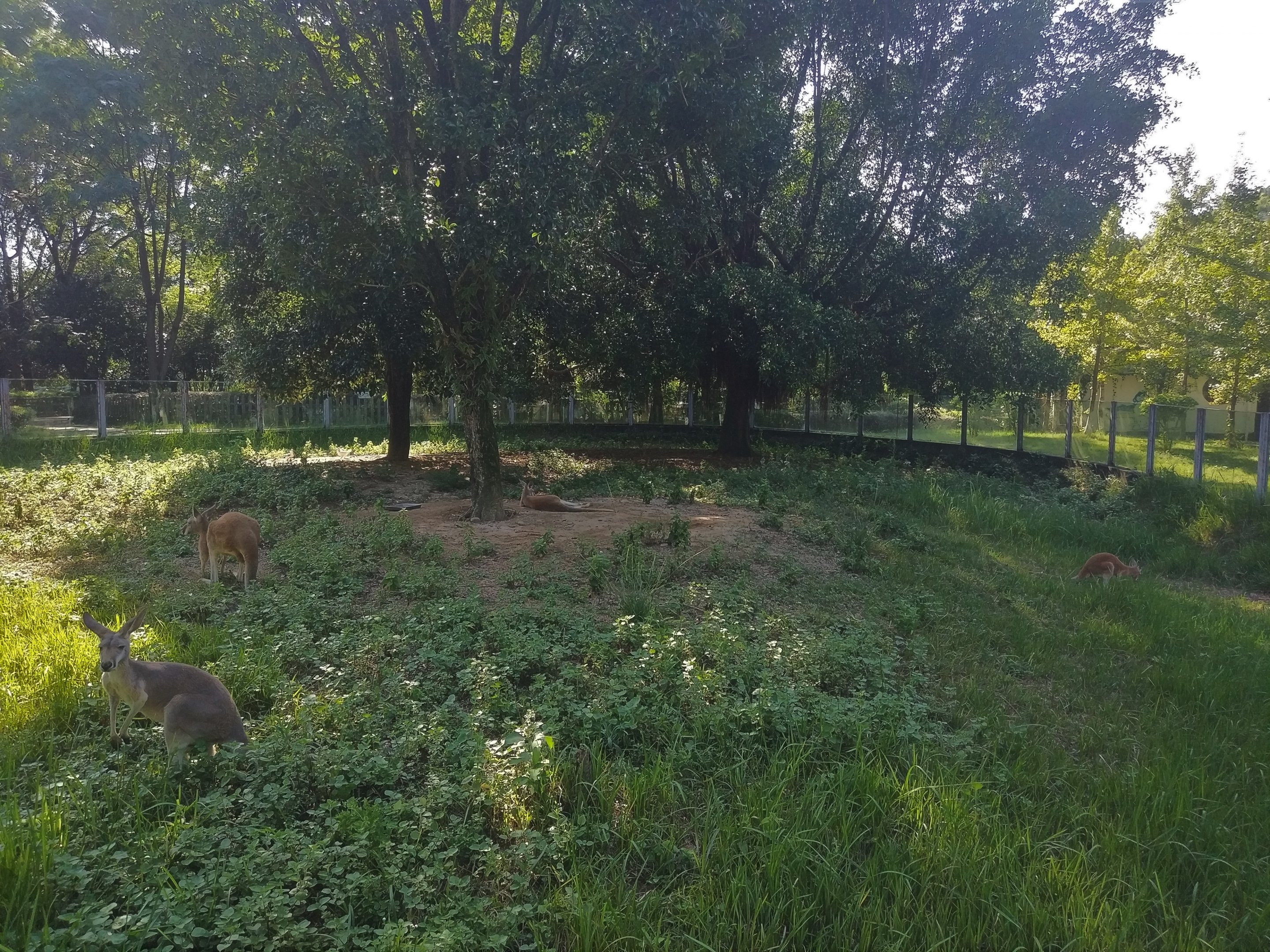 Red Kangaroo Paddock