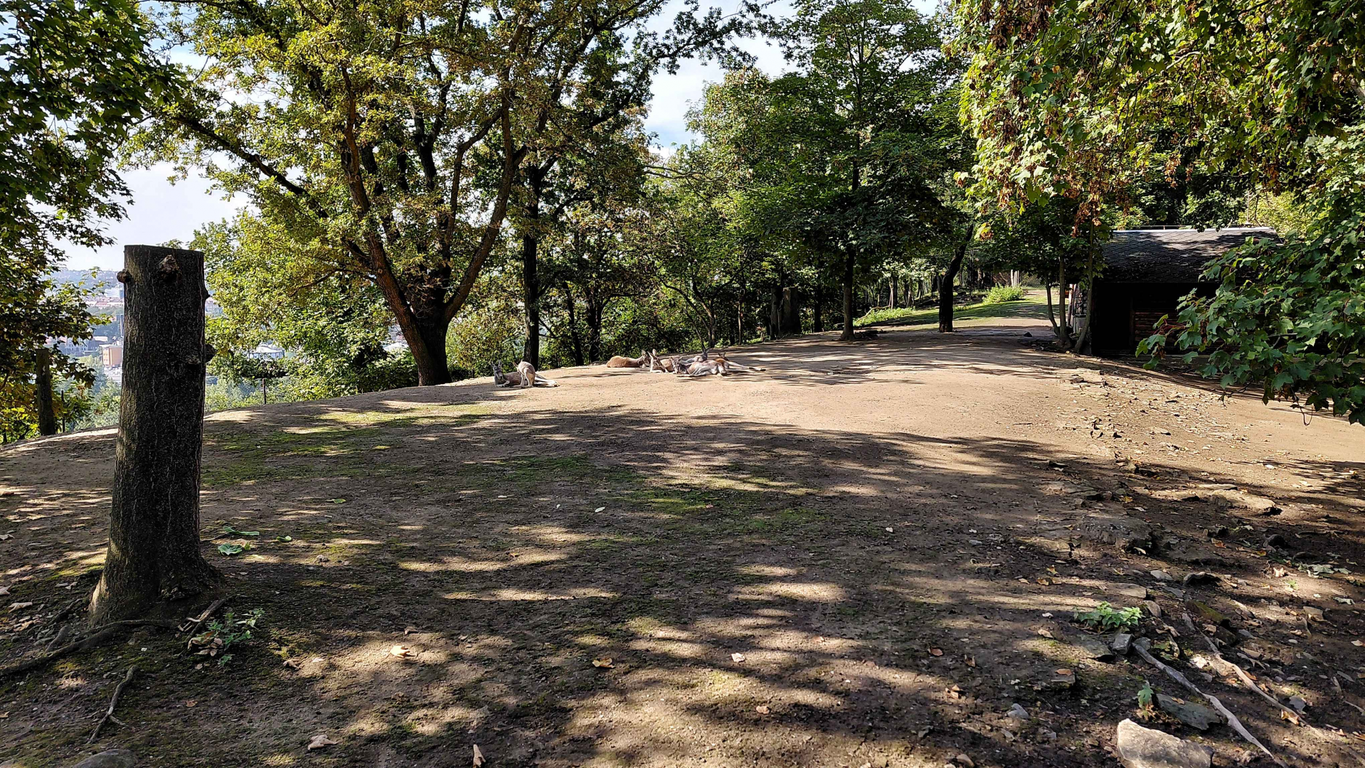Red kangaroo + Parma wallaby exhibit