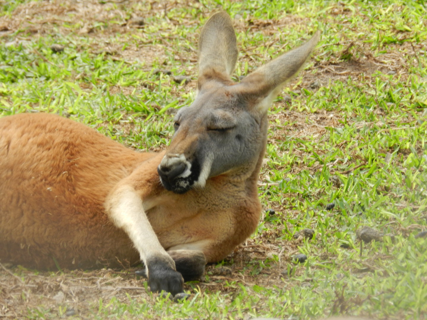 Red kangaroo - Parque de Las Leyendas