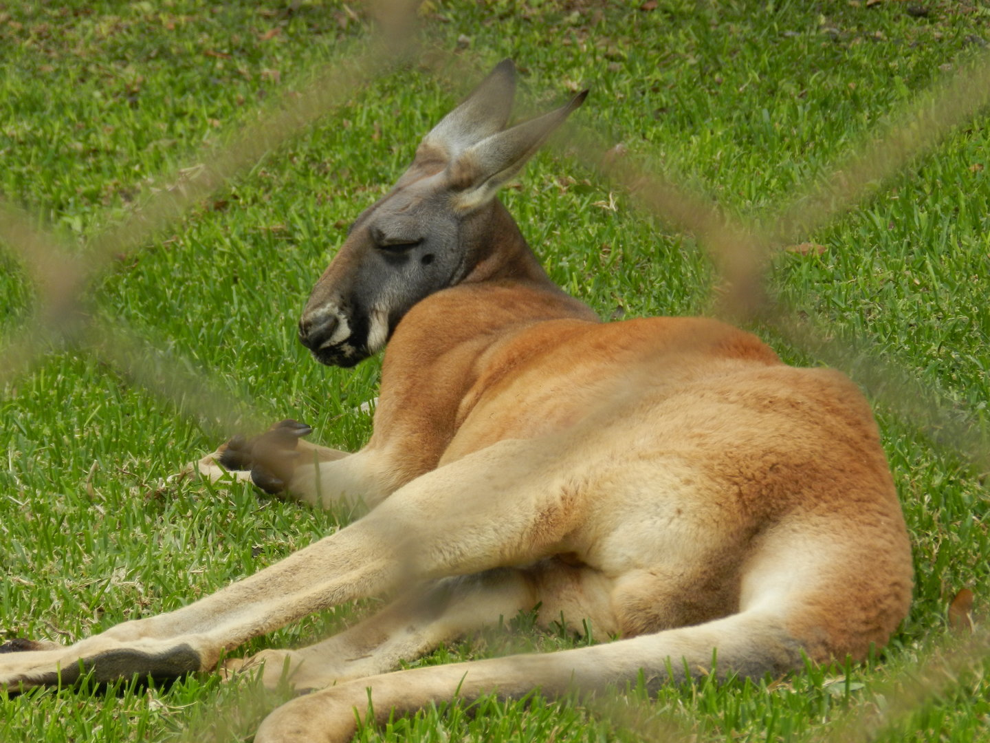 Red kangaroo - Parque de Las Leyendas