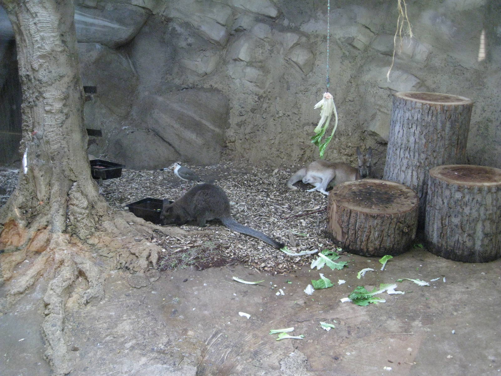 Red Kangaroo, Red-Necked Wallaby and Masked Lapwing